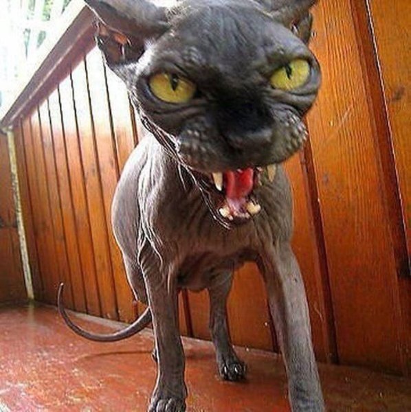 Страшный кот