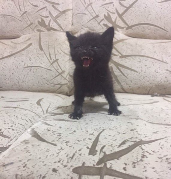 Котенок злится