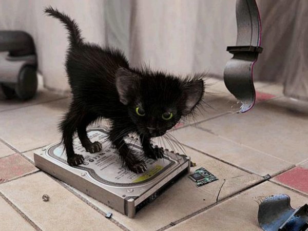 Взъерошенный котенок