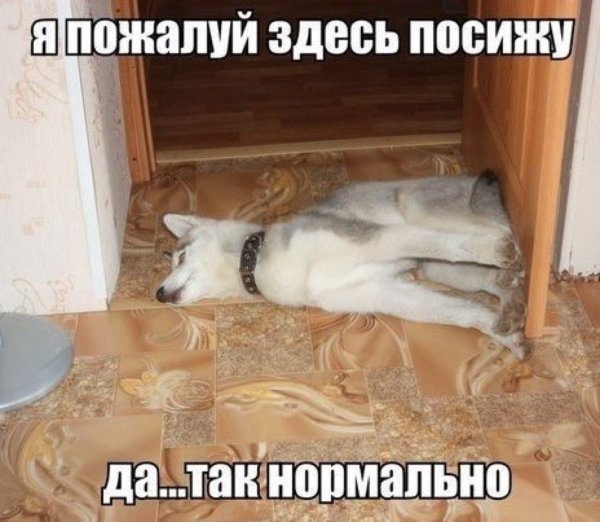 Приколы до слез с надписями