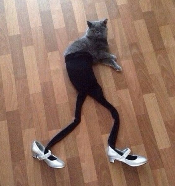 Сутулая кошка