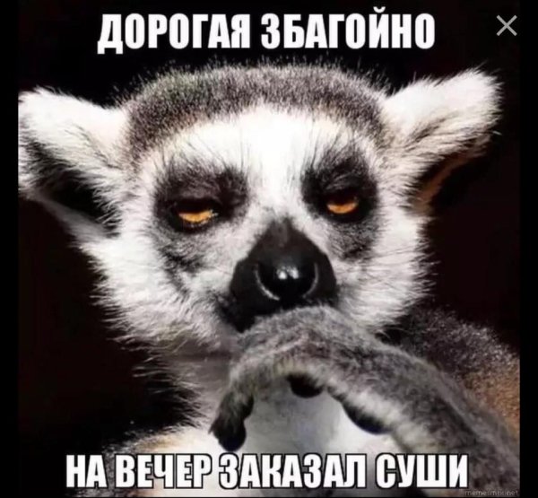 Узбагойся лимур