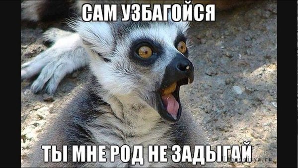 Лемур узбагойся