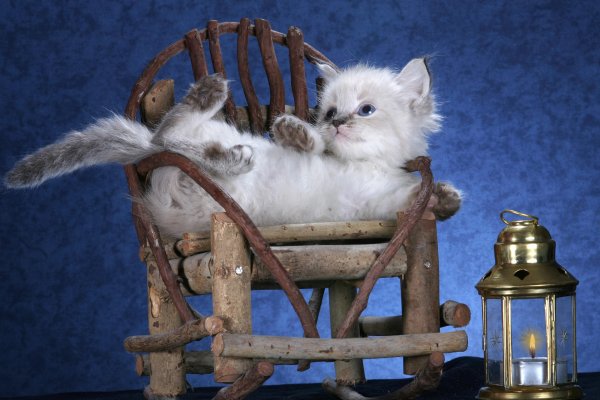 Спокойной ночи шуточные с животнымм