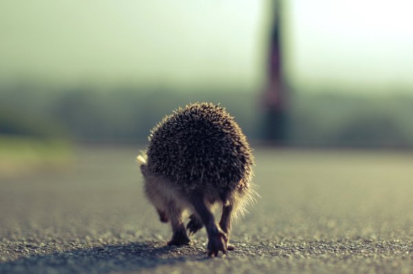 Злые вы уйду я от вас