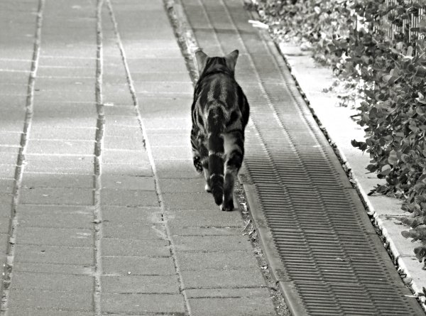 Уходящий кот