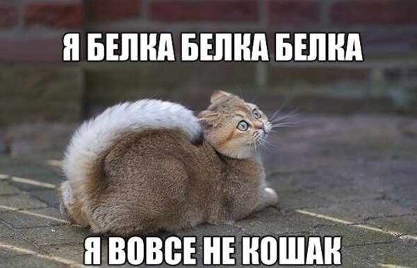 Надпись нету