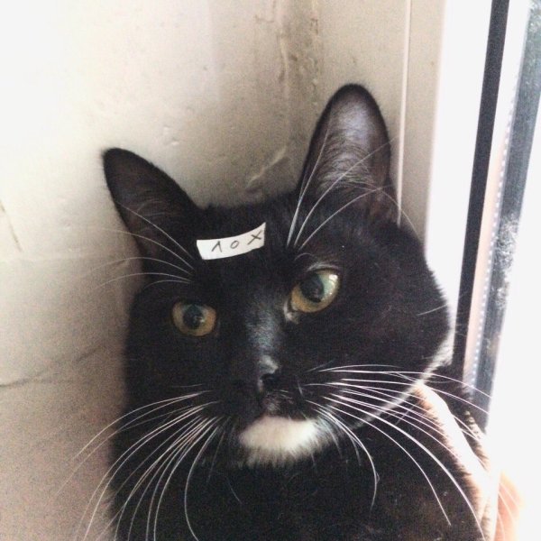 Коты братаны