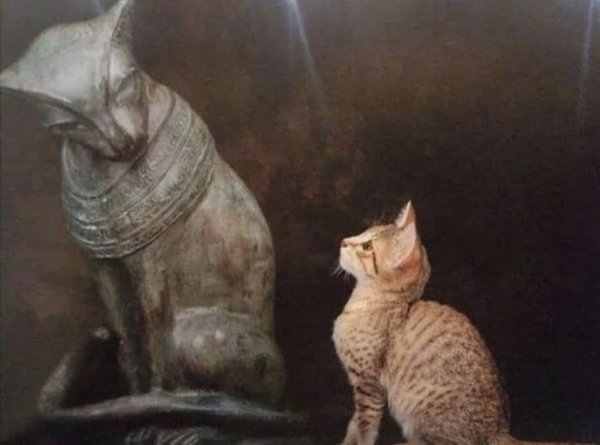 Коты поклоняются