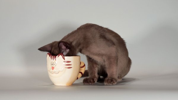 Кот пьет из кружки