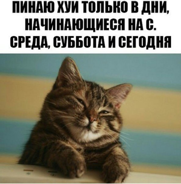 Котики для поднятия настроения