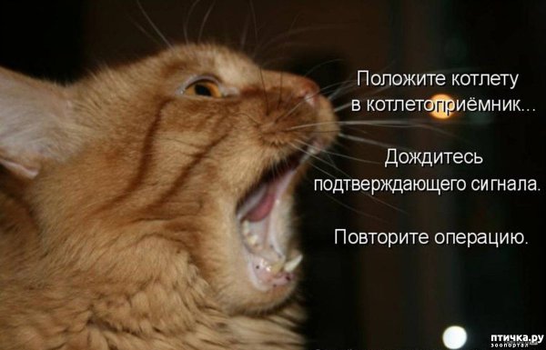 Милый юмор в картинках с надписями