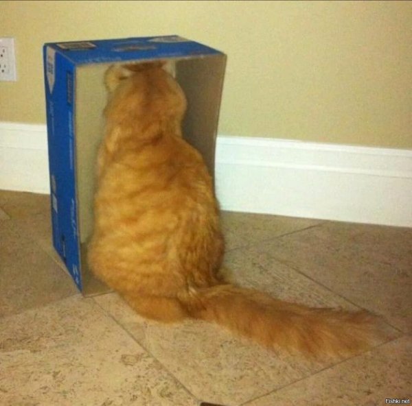 Обиженный кот прикол