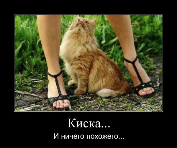 Киска прикол