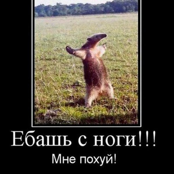 Ебашь с ноги мне похуй муравьед