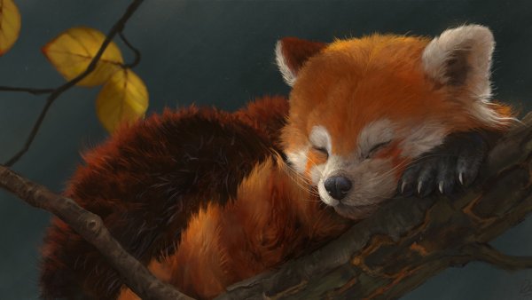 Красная Панда мультфильм