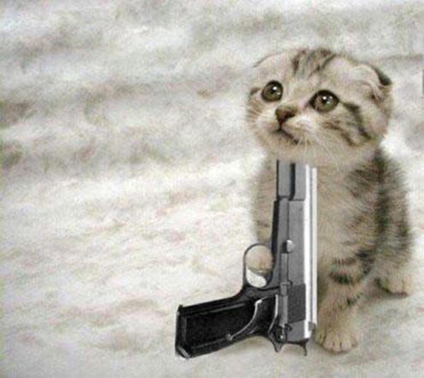 Кот с пистолетом