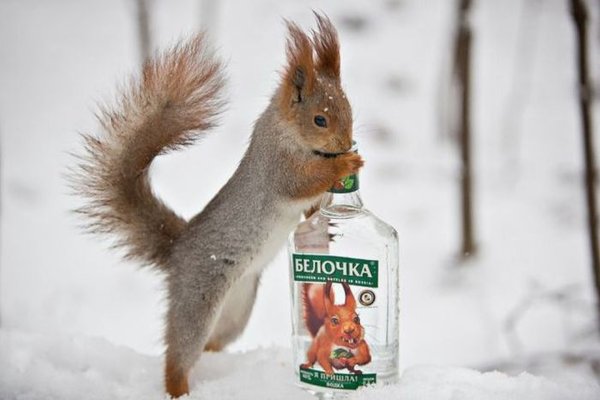 Пьяная белка