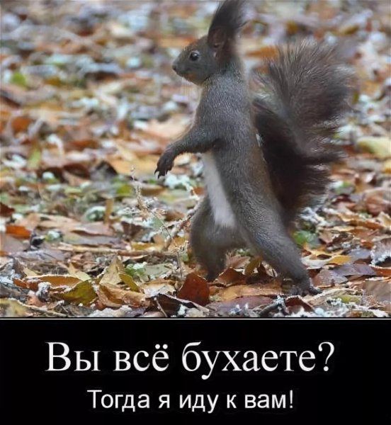 Белки надпись