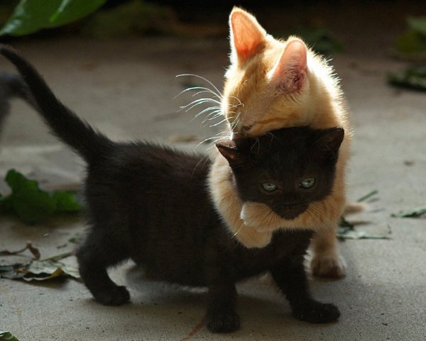 Черный и рыжий котенок