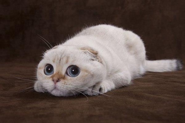 Смешной кот