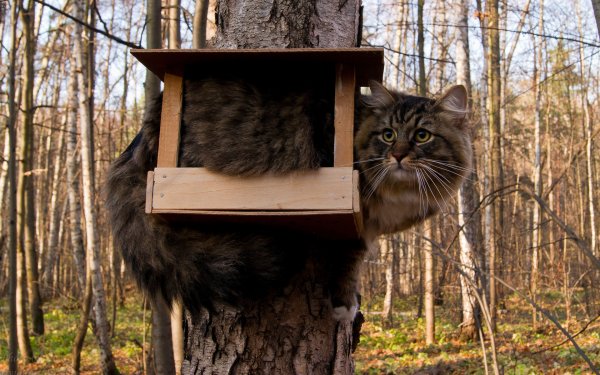 Кормушка для кота