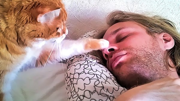 Кота разбудили