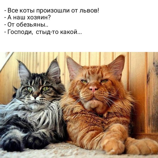 Коты произошли от