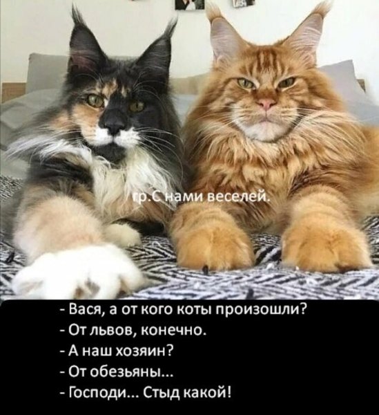 Коты произошли от