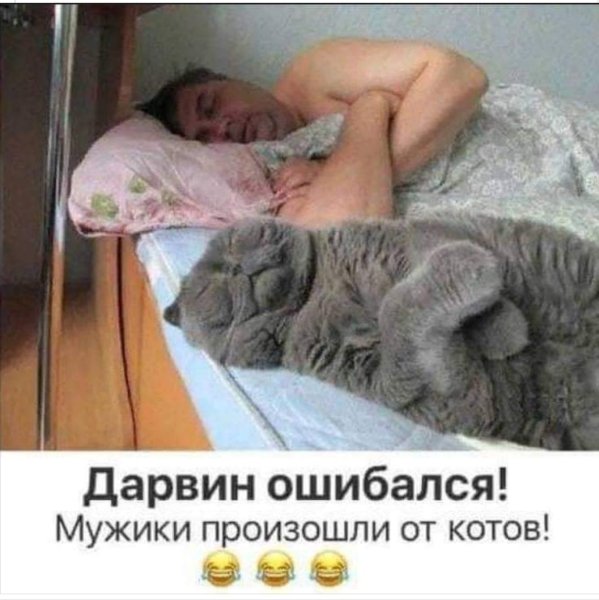 Дарвин ошибался мужики произошли от котов