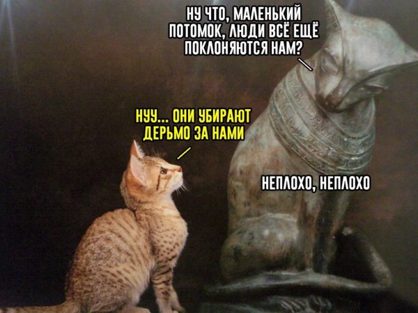 Коты поклоняются