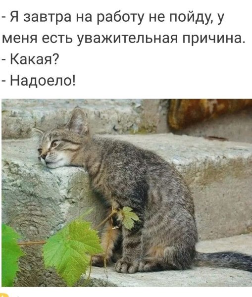 Удивительная Дружба животных