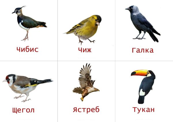 Карточки для детей. Птицы