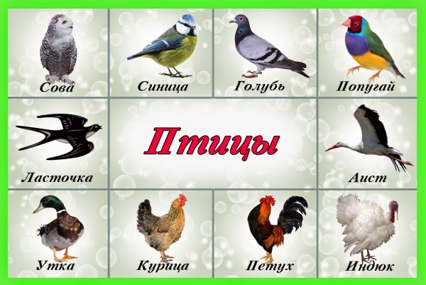 Карточки "птицы"