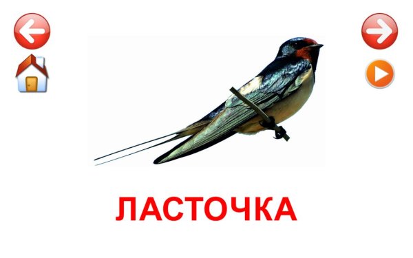 Обучающие карточки "птицы"