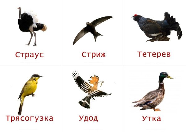 Птицы карточки для детей с названиями