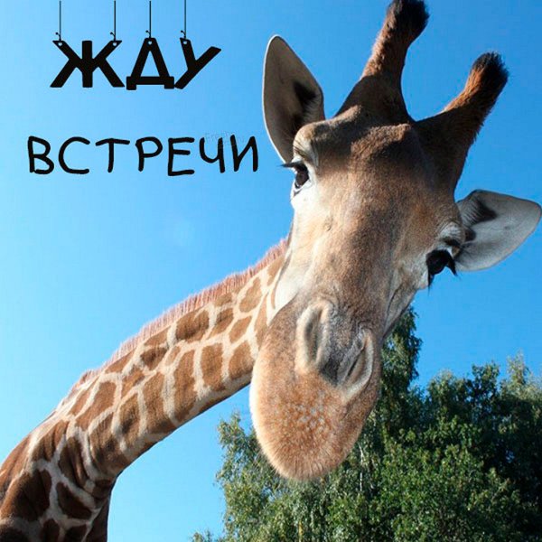 Жду картинки прикольные