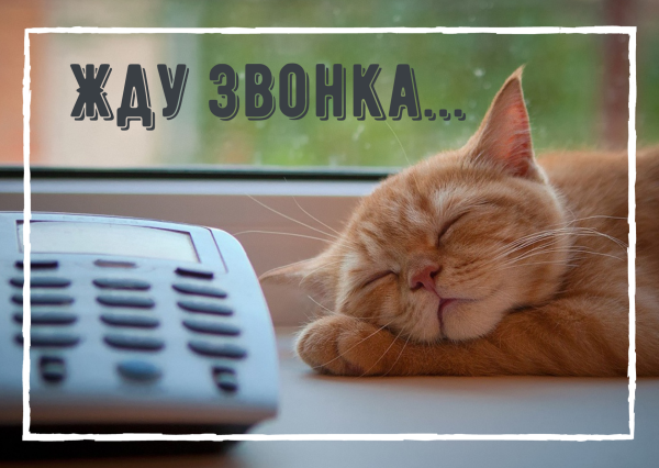 Рыжий кот с телефоном