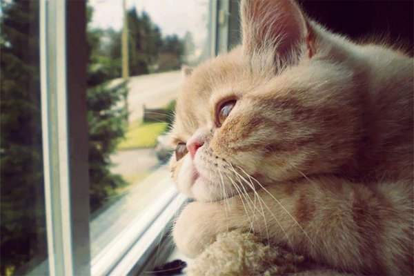 Кот скучает по хозяину