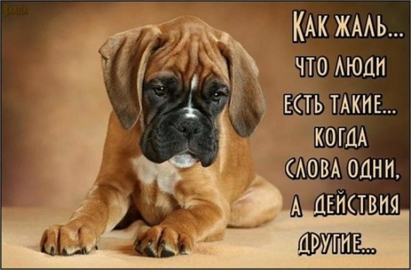 Я соскучилась собачка боксер