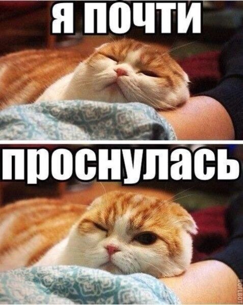Котик проснулся доброе утро