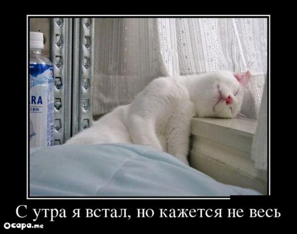Доброе утро демотиваторы смешные