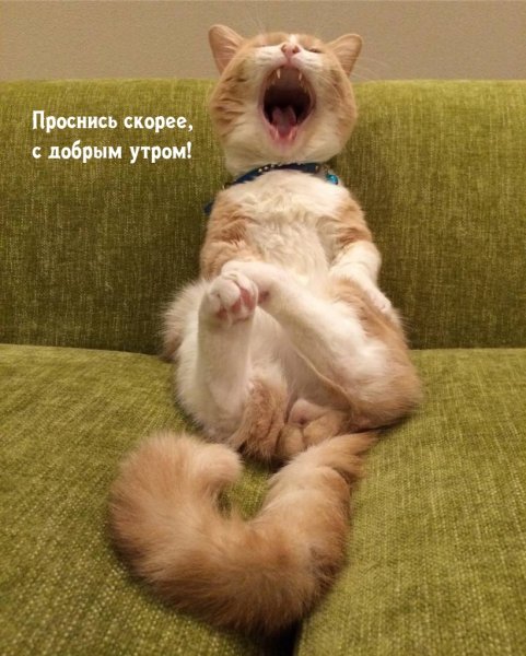 Картинки для поднятия настроения