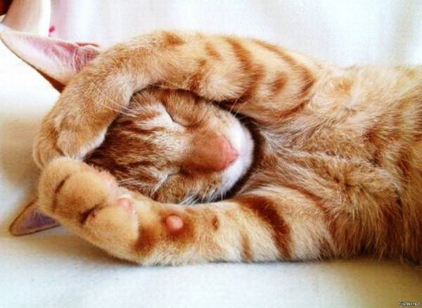Вторник котики