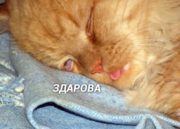Смешной котик проснулся