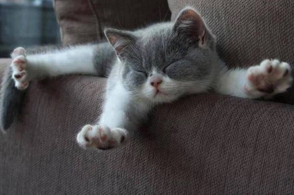 Котенок проснулся