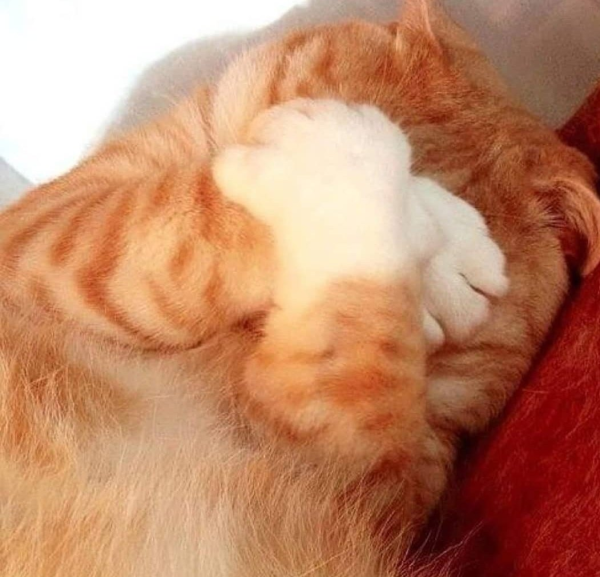 Стеснительный котик