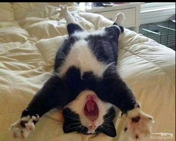 Смешной кот утром