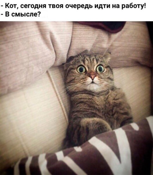 Кот проспал