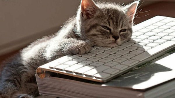Котик спит на клавиатуре